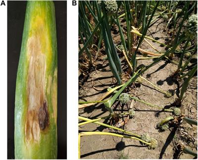 Viruses Without Borders: Global Analysis of the Population Structure, Haplotype Distribution, and Evolutionary Pattern of Iris Yellow Spot Orthotospovirus (Family Tospoviridae, Genus Orthotospovirus)